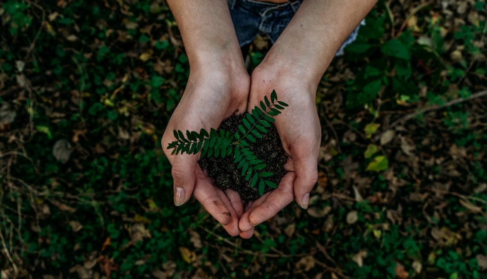 Green forest sustainability